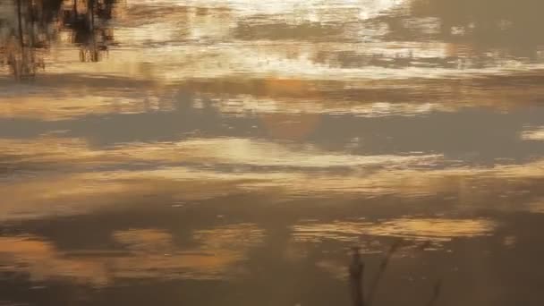 Evening sunset magic, which is reflected in slow waters of river — Stock Video