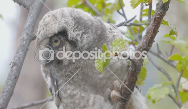 Dağ ormanında şahin baykuşu