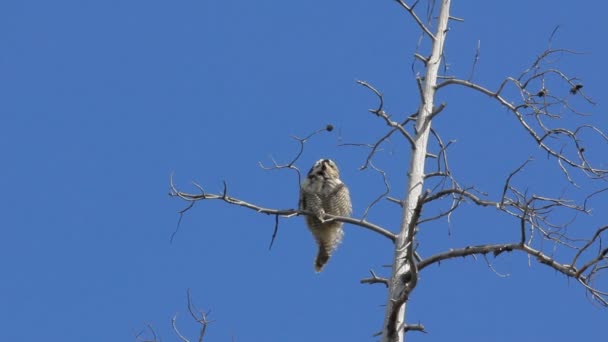 Γερακιού owl σε Τάιγκα — Αρχείο Βίντεο