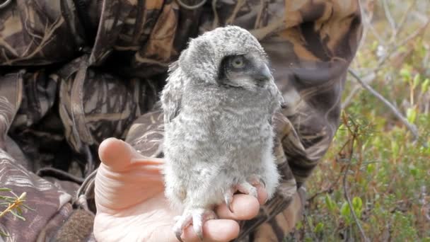 Kleine flauschige Küken Eule befindet sich auf menschlicher Hand — Stockvideo