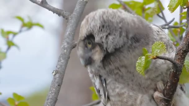 Havik uil in een berg woud — Stockvideo