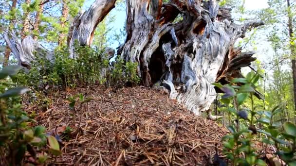 Wood ants live in the picturesque snag — Stockvideo
