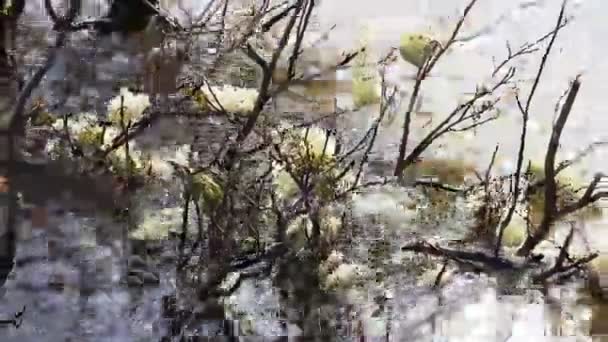 Natuurlijke ikebana: multi-gekleurde mossen op takken van staande in water bush — Stockvideo