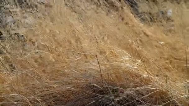 Hierba seca silba y tiembla en el viento — Vídeos de Stock