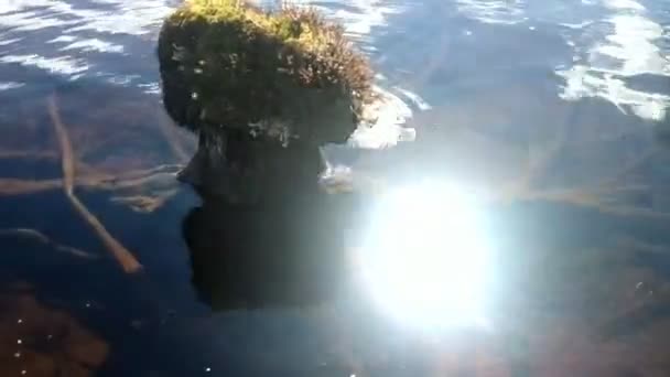 Natürliches Ikebana und Sonnenspiel im Wasser — Stockvideo