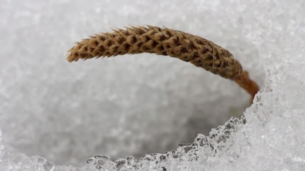 Lente. Spike gras verscheen onder de sneeuw en rillen in wind — Stockvideo