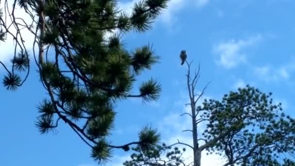 Coruja falcão gritando em taiga — Vídeo de Stock