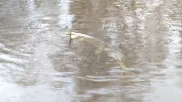 Pesca lago pique em fiação — Vídeo de Stock