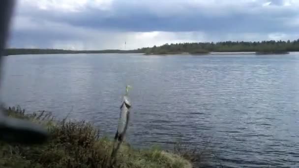 Grayling caught on lure — Stock Video