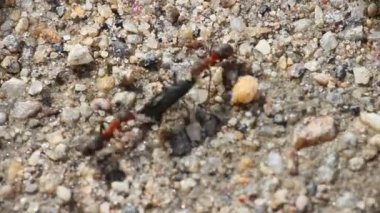 Savaş römorkör oyun karıncalar