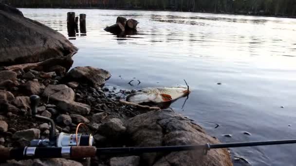 Förlorad kraft gädda ligger på den grunda stranden — Stockvideo