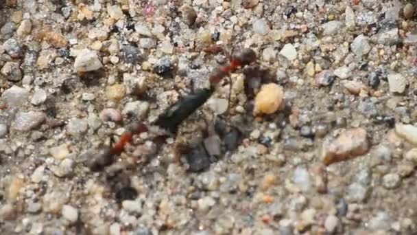 Jeu de fourmis en remorqueur de guerre — Video