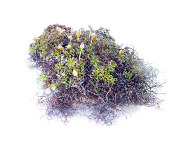 Beyaz arkaplanda doğal yosun dekorasyonu