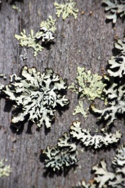 Eski yosun kaplı ahşap