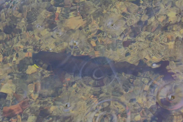 水中グレイリング釣り北魚 — ストック写真