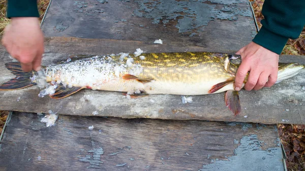 Pike fish meat for cooking — Stock Photo, Image