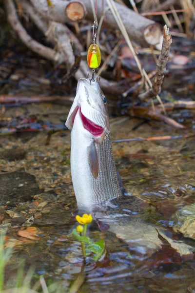 Pêche à l'ombre Poisson nordique — Photo