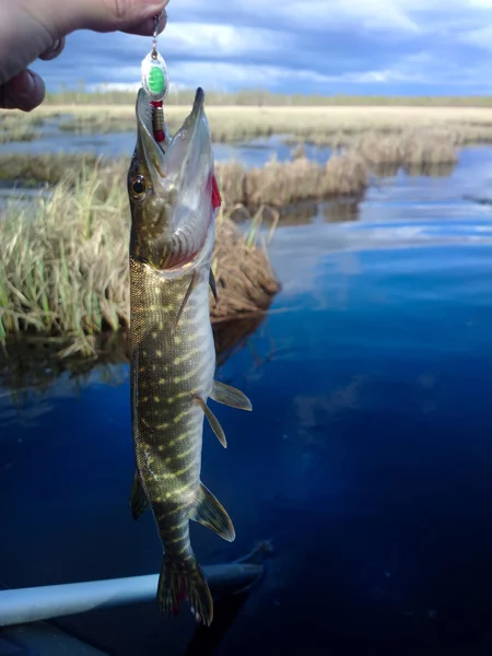 Štika jezero rybaření na rotaci — Stock fotografie