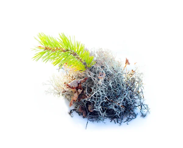 Natural moss decoration on white background — Stock Photo, Image