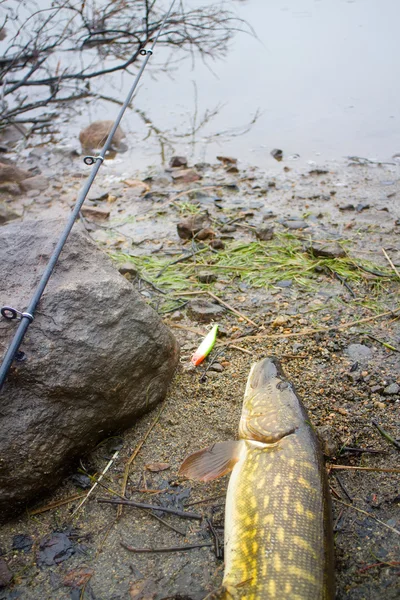 Lúcio e pesca na Noruega — Fotografia de Stock