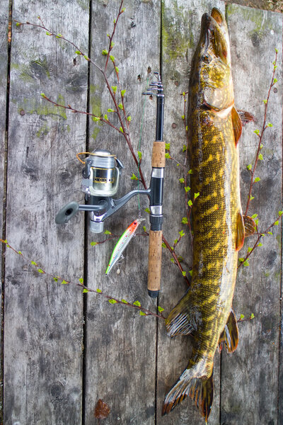 Щука супер поймать на спиннинг
