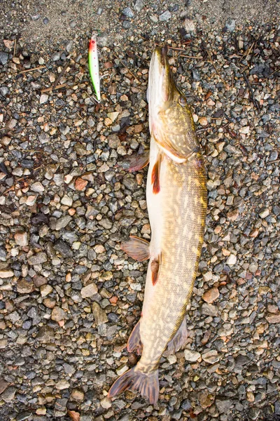 Summer pike of large size for the bait — Stock Photo, Image