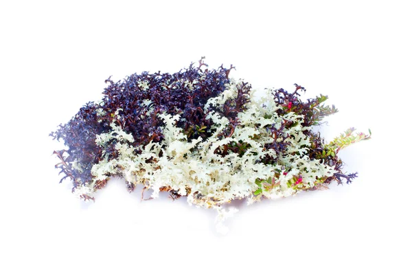 白を基調とした天然芝の装飾 — ストック写真