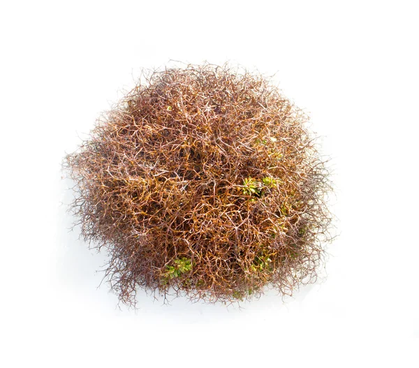 Natural moss decoration on white background — Stock Photo, Image