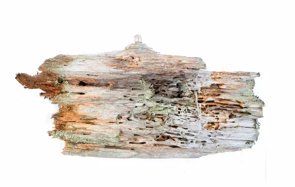 Echtes altes Holz aus geschützten Wäldern — Stockfoto