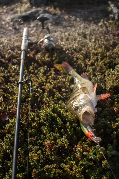 Pesca de perca peces del norte — Foto de Stock