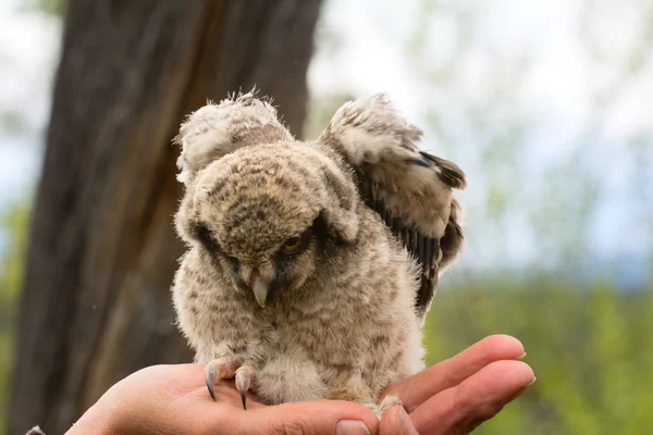 鳥類の手の上に座ってオウレットを信頼します。 — ストック写真