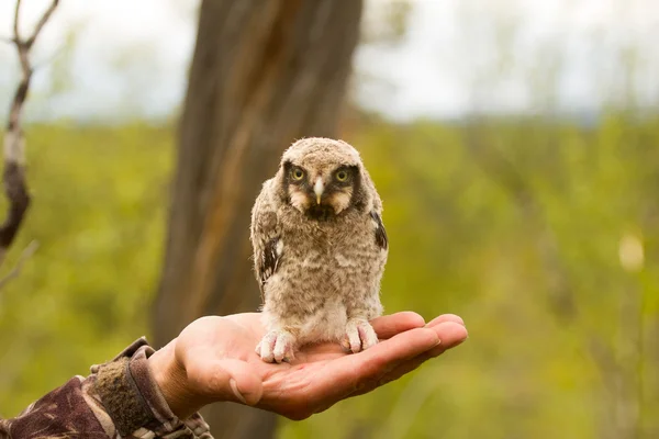 Búho halcón en un bosque de montaña —  Fotos de Stock