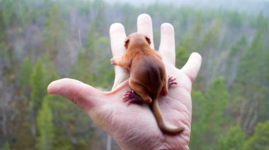Küçük sincap ve habitat 1, yuvasını görünümünden