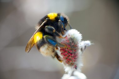 Yaz Bumble Arı Böceği çiçek makrosu