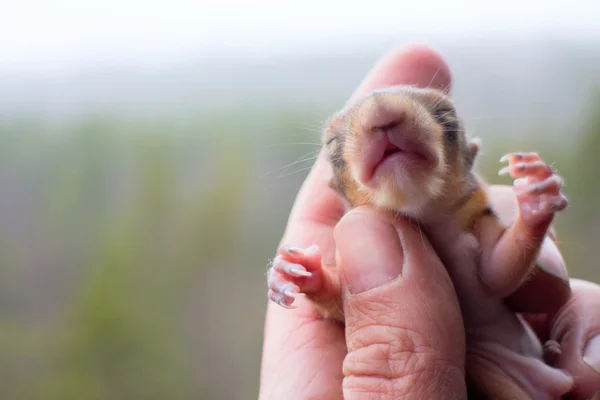 Baby squirrel wild child — Stock Photo, Image