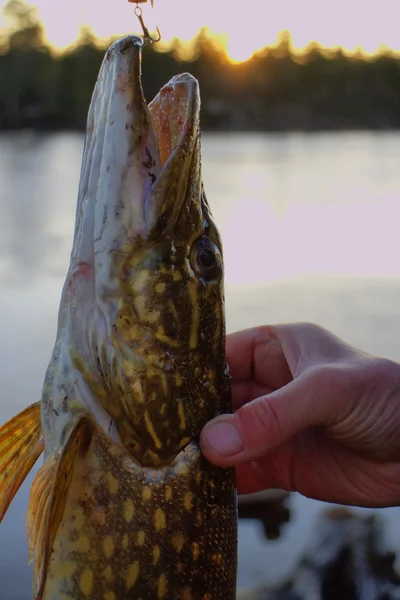 Pesca del luccio grande pesce del nord — Foto Stock