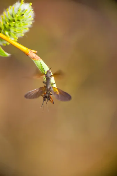 Insekter dricker nord nektar av ett blommande träd — Stockfoto