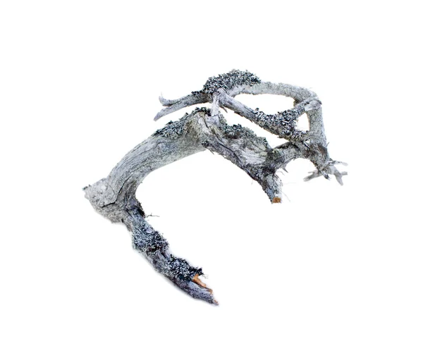 Very old decrepit tree branch — Stock Photo, Image