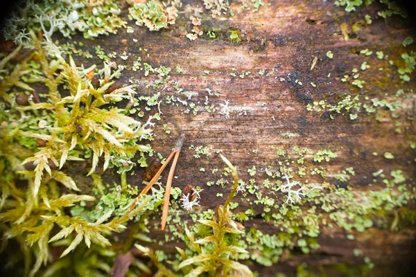 Madeira velha coberta de musgo — Fotografia de Stock