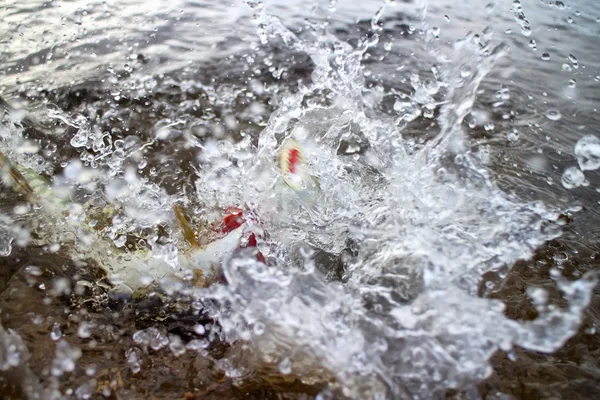 Wasser kocht beim Hechtangeln — Stockfoto