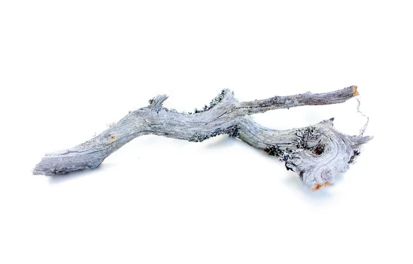 Very old decrepit tree branch — Stock Photo, Image