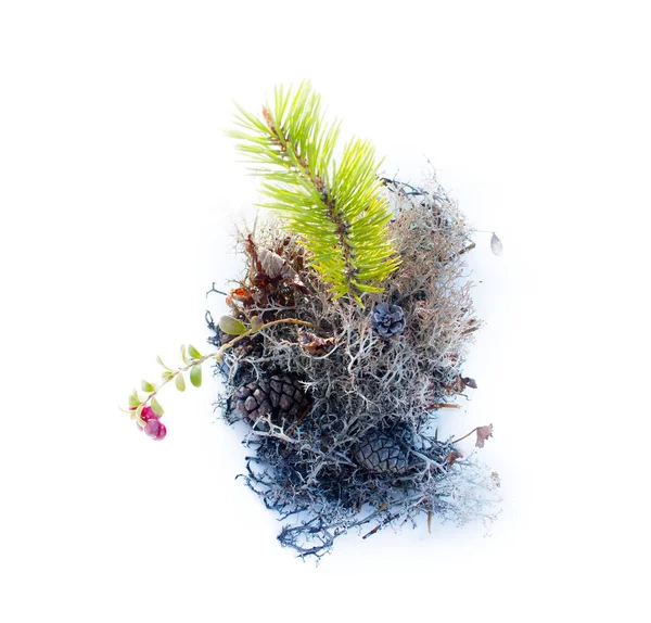 Natural moss for compositions on white background — Stock Photo, Image