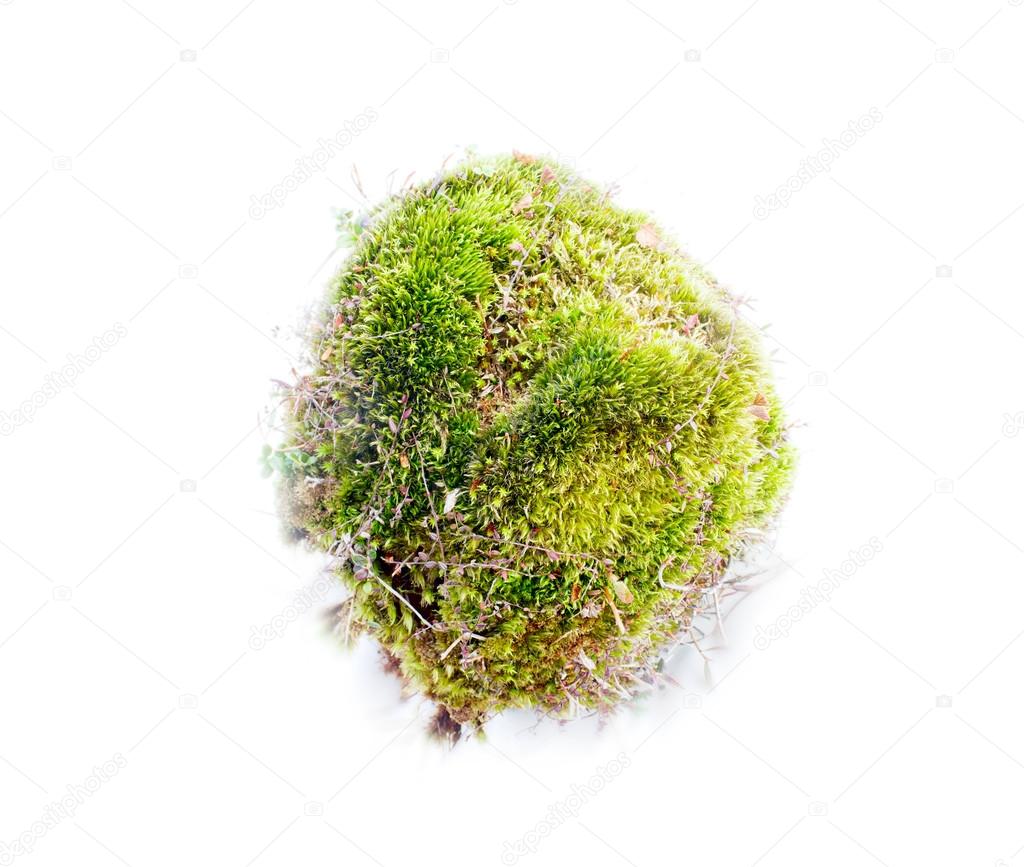 natural moss decoration on white background