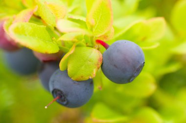 bilberry siyah çok olgun meyveler