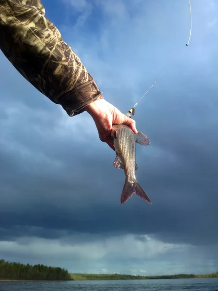 Grijze visserij Noordelijke vis — Stockfoto