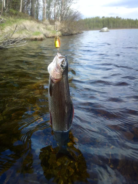 Grayling fishing Northern fish — Stock Photo, Image