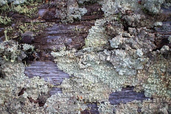 Madeira velha coberta de musgo — Fotografia de Stock