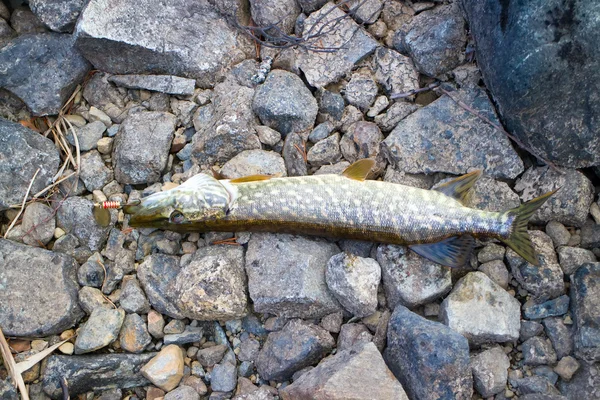 Again, fishing Northern pike trophy — Stock Photo, Image