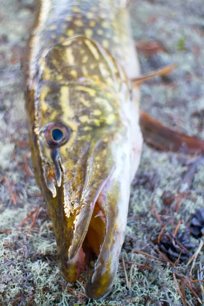 Pêche au brochet gros poisson nordique — Photo