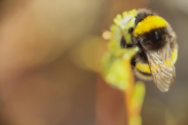 Zomer hommel bij insect bloem macro — Stockfoto